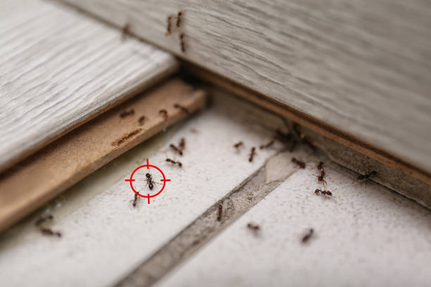 Reliable Rutgers University Busch Campus, NJ Pest Control Solutions