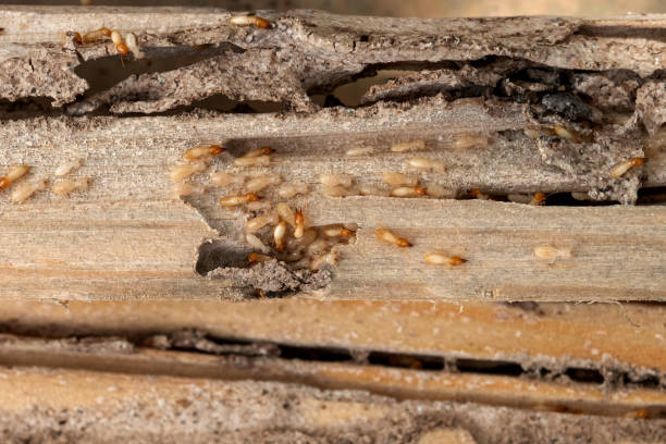 Best Wildlife Control Services  in Rutgers University Busch Campus, NJ